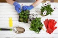 Gardeners hands planting flowers in the garden, close up photo Royalty Free Stock Photo