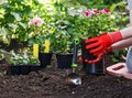 Gardeners hands planting flowers in the garden, close up photo Royalty Free Stock Photo