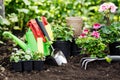 Gardeners hands planting flowers in the garden, close up photo Royalty Free Stock Photo