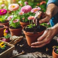 Gardeners hands planting flowers. Hand holding small flower in the garden