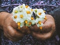 Gardeners hands planting flowers. Hand holding small flower in the garden. Hand holding potato flowers.