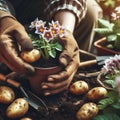 Gardeners hands planting flowers. Hand holding small flower in the garden