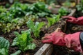 Gardeners hands planting and picking vegetable from backyard garden. Gardener in gloves prepares the soil