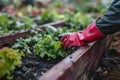 Gardeners hands planting and picking vegetable from backyard garden. Gardener in gloves prepares the soil