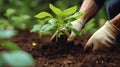 Gardeners hands planting and picking vegetable from backyard garden.