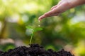 Gardeners` hands are watering growing plants on fertile soil in the garden