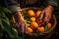 gardeners leave ripe oranges with their hands