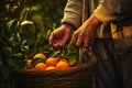 gardeners leave ripe oranges with their hands