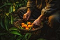 gardeners leave ripe oranges with their hands