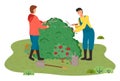 Gardeners cut a large bush. Little Rose Bush, garden tools. Gardening and floristry. Flat image