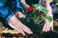 Gardeners planting red flowe on the soil. Royalty Free Stock Photo