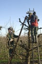 Gardeners prune willow trees, Netherlands