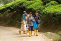 Gardeners are tending the tea valley. Garden workers taking care of plants