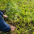 The gardeners took trees to the ground