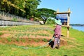 Gardeners - watering the trees Of Thai farmers.