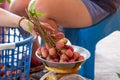 Gardeners weighing a bunch of fresh lychees. On the weighing scale for sorting and packing, send and sell summer fruits, fresh red