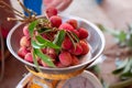 Gardeners weighing a bunch of fresh lychees. On the weighing scale for sorting and packing, send and sell summer fruits, fresh red