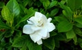 Gardenia Augusta flower Royalty Free Stock Photo