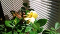 Gardenia beautful yellow flower