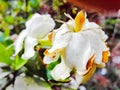 Gardenia is beautiful natural white flowers