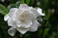 Gardenia Bloom Royalty Free Stock Photo