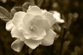 Gardenia Bloom Royalty Free Stock Photo