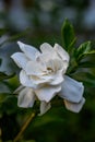 Gardenia Bloom Close Up Royalty Free Stock Photo