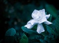 Gardenia bloom Royalty Free Stock Photo