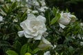 Gardenia Bloom With Multi Color Green Leaves All Around Royalty Free Stock Photo