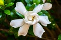 Gardenia Bloom Straight On Royalty Free Stock Photo