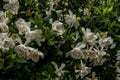 Gardenia Blooms Fill The Frame In Spring