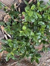 Gardenia leaves 4059