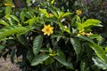 Gardenia carinata