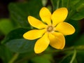 Gardenia carinata Wallich flower Royalty Free Stock Photo