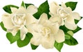 Gardenia Floral Grouping