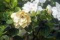 Gardenia flowers