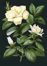 Gardenia Flower Botanical Illustration, Jasminoides Flowers Realistic Painting, Abstract Generative AI Illustration
