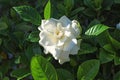 Gardenia flower