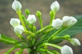 Gardenia flower glass Royalty Free Stock Photo