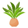 Gardenia flower pot icon cartoon vector. Houseplant tropical Royalty Free Stock Photo