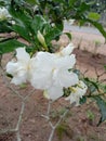 Gardenia flowers beautiful