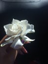 Gardenia