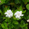 Gardenia jasminoides Royalty Free Stock Photo