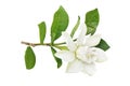 Gardenia jasminoides, Cape Jasmin Flower with Green Leaves Isolated on White Background with Clipping Path Royalty Free Stock Photo