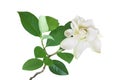 Gardenia jasminoides, Cape Jasmin Flower with Green Leaves Isolated on White Background with Clipping Path Royalty Free Stock Photo