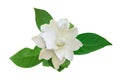 Gardenia jasminoides, Cape Jasmin Flower with Green Leaves Isolated on White Background with Clipping Path Royalty Free Stock Photo