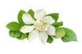 Gardenia jasminoides, Cape Jasmin Flower with Green Leaves Isolated on White Background with Clipping path