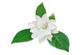 Gardenia jasminoides, Cape Jasmin Flower with Green Leaves Isolated on White Background with Clipping Path Royalty Free Stock Photo