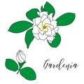 Gardenia jasminoides, cape jasmine, danh-danh. Hand drawn botanical vector illustration. Decoration for cards, wedding