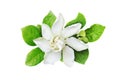 Gardenia jasminoides, Cape Jasmine Flower with Green Leaves Isolated on White Background Royalty Free Stock Photo